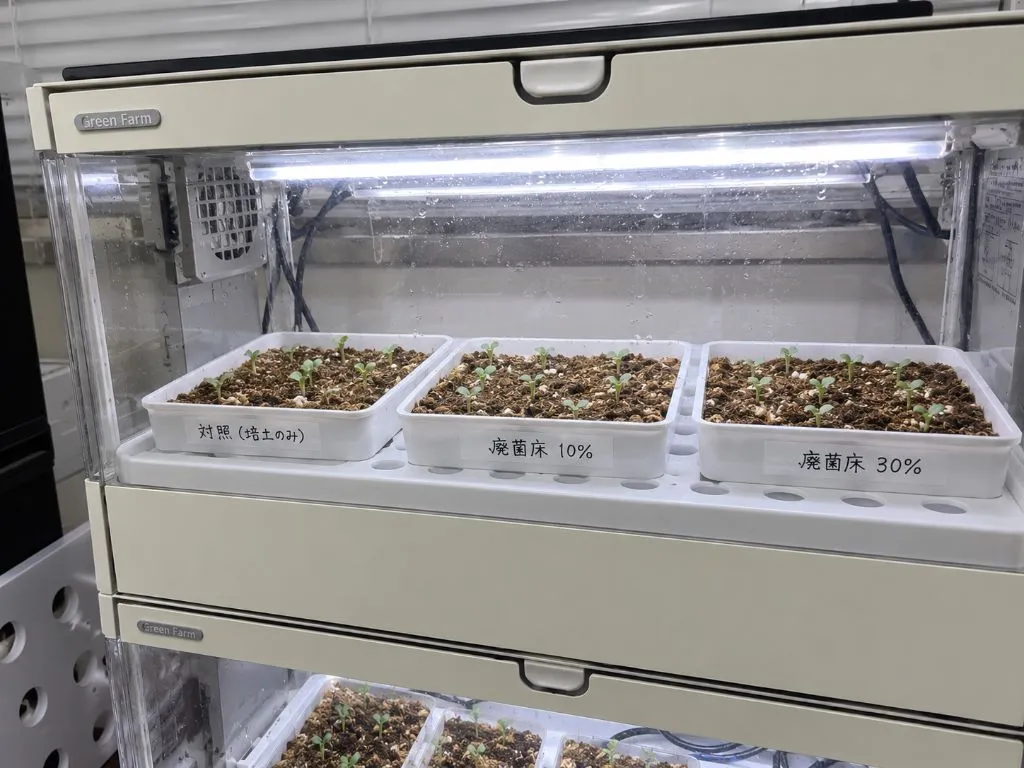 廃菌床バイオスティミュラント試験（Green Farm 生育試験）