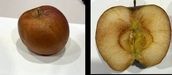空冷冷凍 解凍後